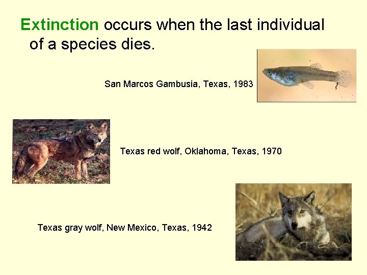 Extinction occurs when the last individual of a species dies. San Marcos Gambusia, Texas,