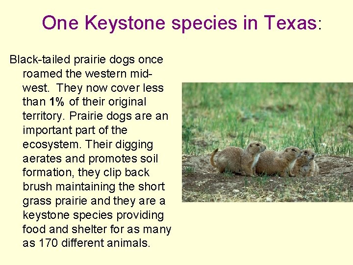 One Keystone species in Texas: Black-tailed prairie dogs once roamed the western midwest. They