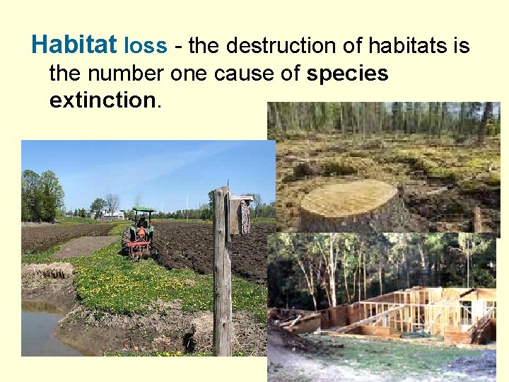 Habitat loss - the destruction of habitats is the number one cause of species