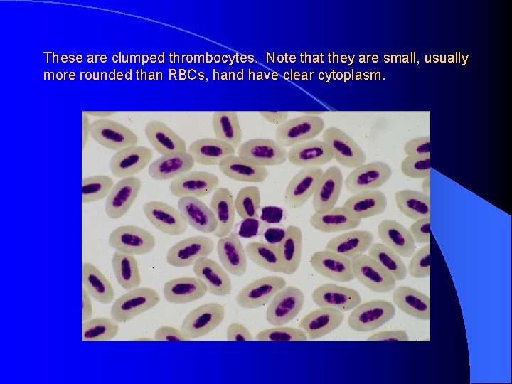 These are clumped thrombocytes. Note that they are small, usually more rounded than RBCs,