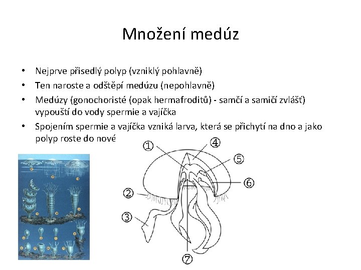 Množení medúz • Nejprve přisedlý polyp (vzniklý pohlavně) • Ten naroste a odštěpí medúzu