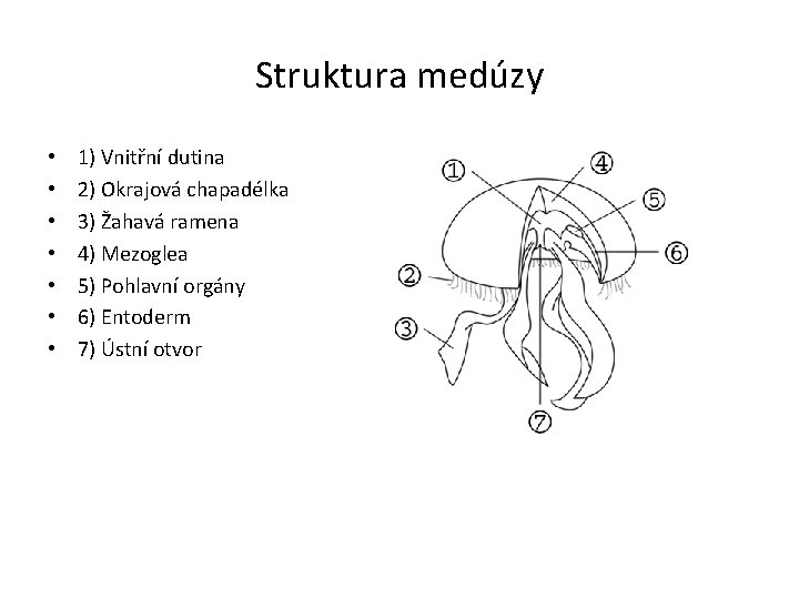 Struktura medúzy • • 1) Vnitřní dutina 2) Okrajová chapadélka 3) Žahavá ramena 4)