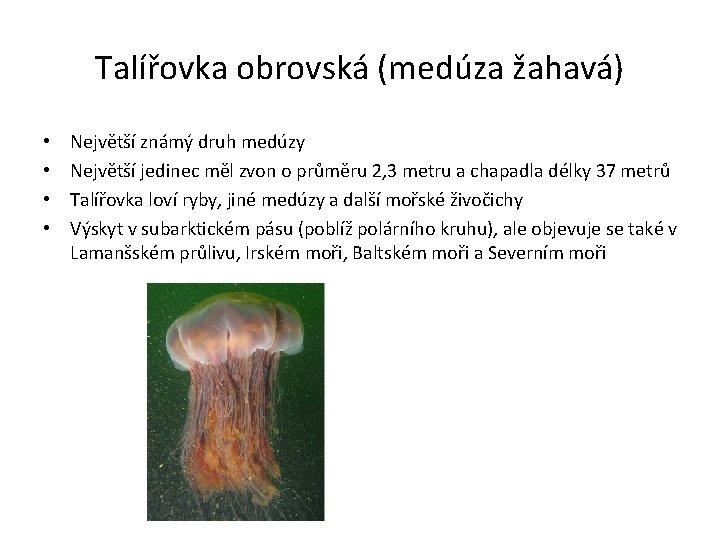 Talířovka obrovská (medúza žahavá) • • Největší známý druh medúzy Největší jedinec měl zvon