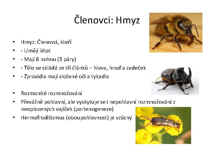 Členovci: Hmyz • • • Hmyz: Členovci, kteří - Umějí létat - Mají 6