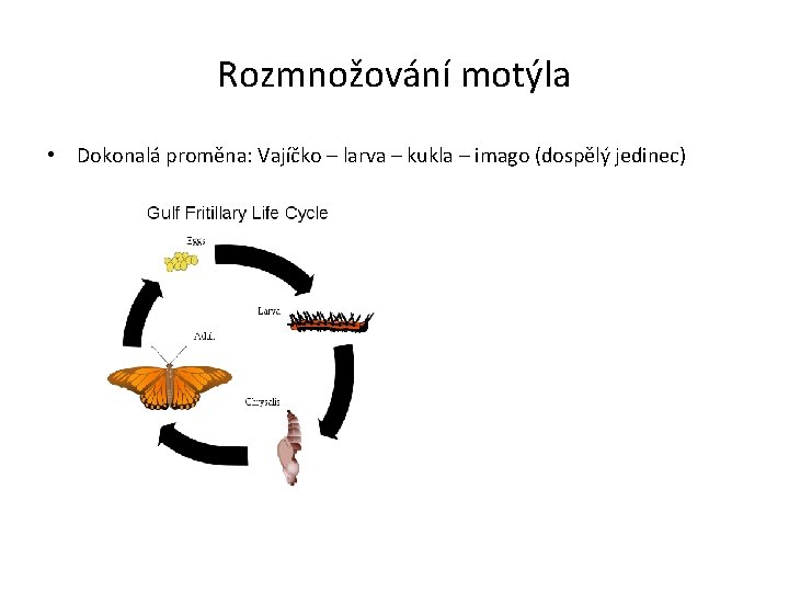 Rozmnožování motýla • Dokonalá proměna: Vajíčko – larva – kukla – imago (dospělý jedinec)