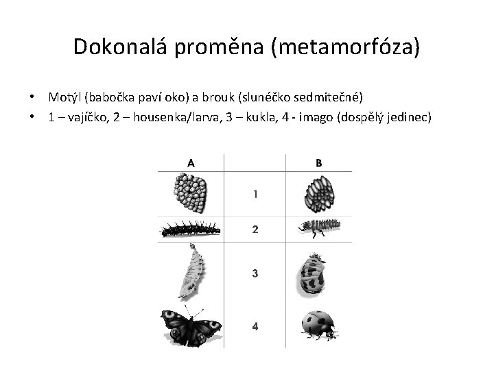 Dokonalá proměna (metamorfóza) • Motýl (babočka paví oko) a brouk (slunéčko sedmitečné) • 1