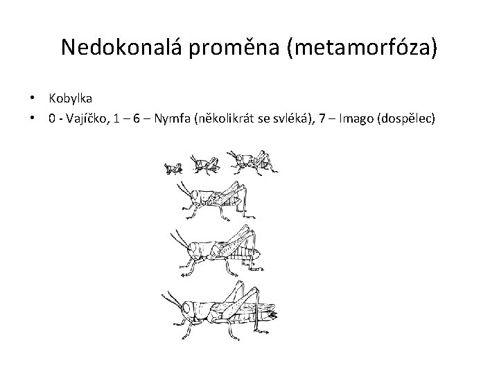 Nedokonalá proměna (metamorfóza) • Kobylka • 0 - Vajíčko, 1 – 6 – Nymfa