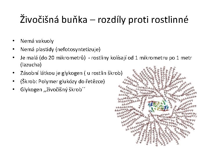 Živočišná buňka – rozdíly proti rostlinné • Nemá vakuoly • Nemá plastidy (nefotosyntetizuje) •