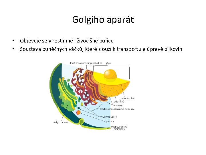 Golgiho aparát • Objevuje se v rostlinné i živočišné buňce • Soustava buněčných váčků,