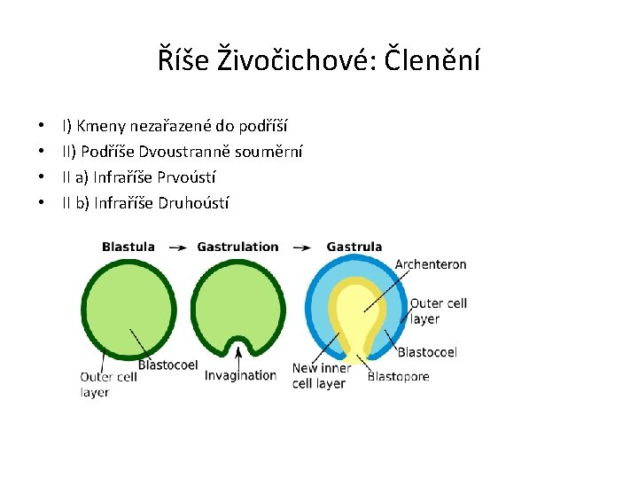 Říše Živočichové: Členění • • I) Kmeny nezařazené do podříší II) Podříše Dvoustranně souměrní