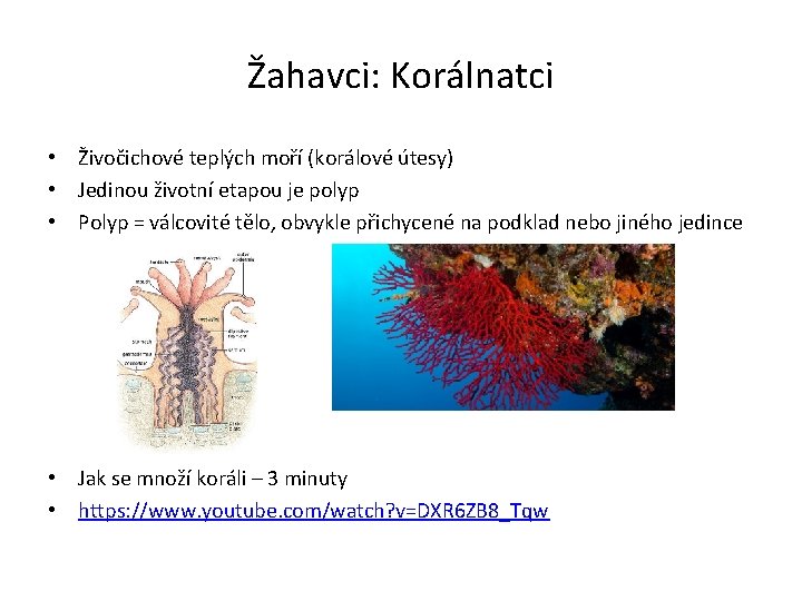 Žahavci: Korálnatci • Živočichové teplých moří (korálové útesy) • Jedinou životní etapou je polyp