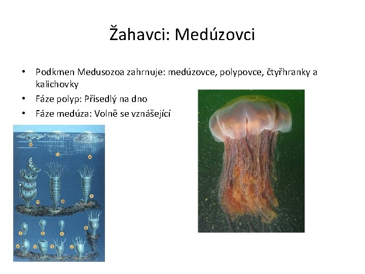 Žahavci: Medúzovci • Podkmen Medusozoa zahrnuje: medúzovce, polypovce, čtyřhranky a kalichovky • Fáze polyp: