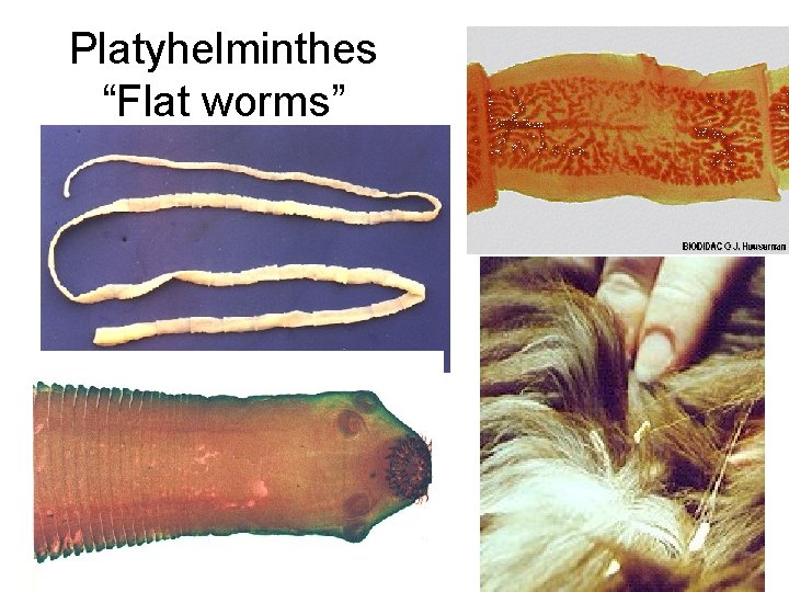 Platyhelminthes “Flat worms” 
