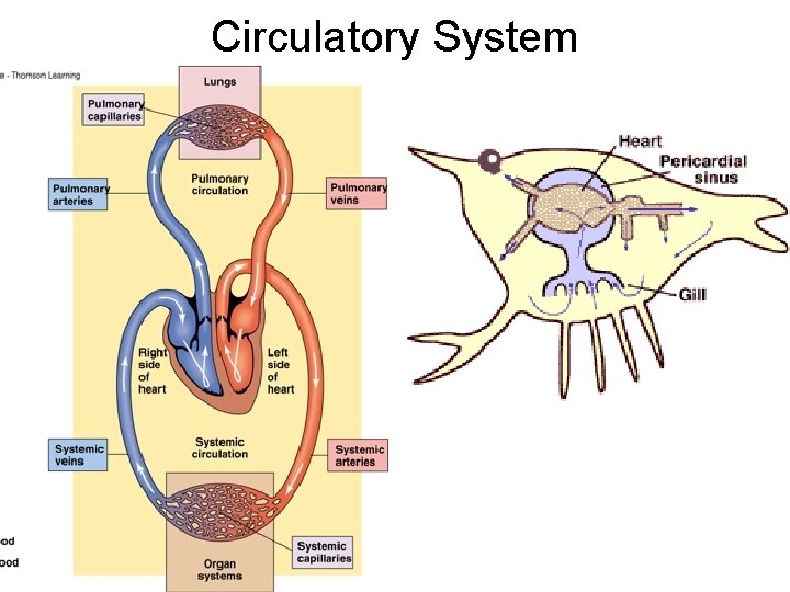 Circulatory System 