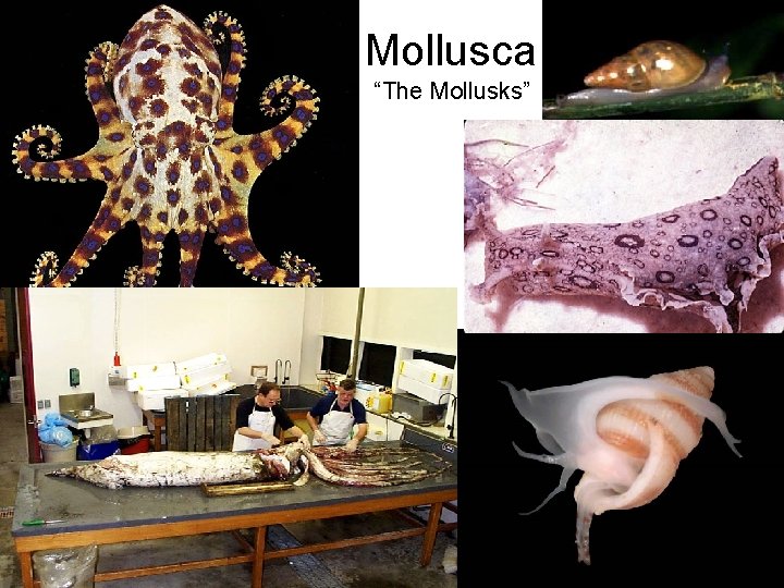 Mollusca “The Mollusks” 