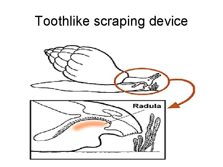 Toothlike scraping device 