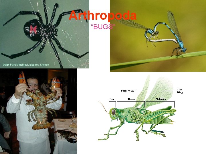 Arthropoda “BUGS” 