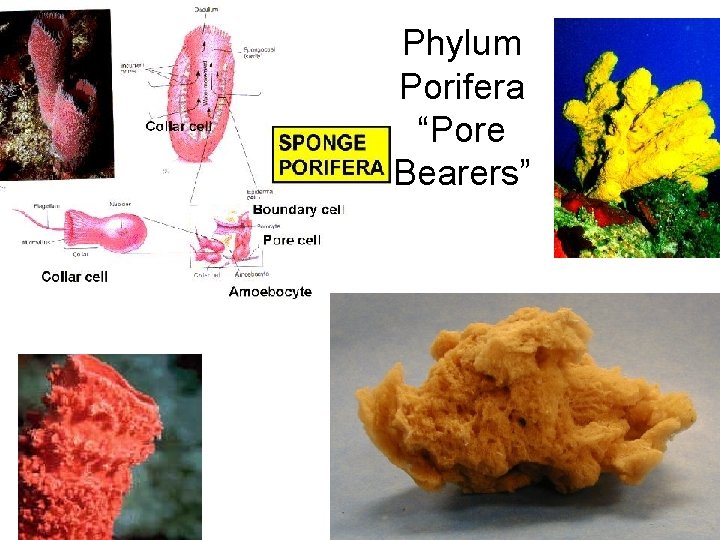 Phylum Porifera “Pore Bearers” 