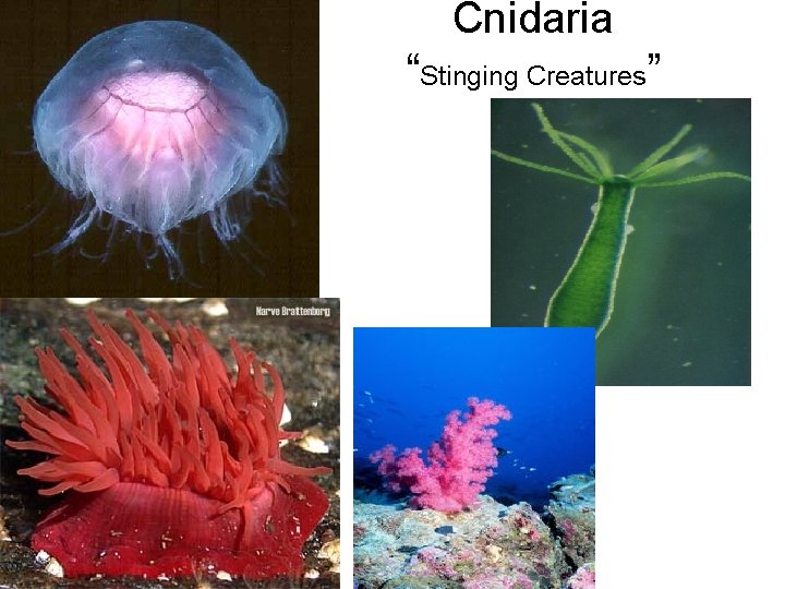 Cnidaria “Stinging Creatures” 