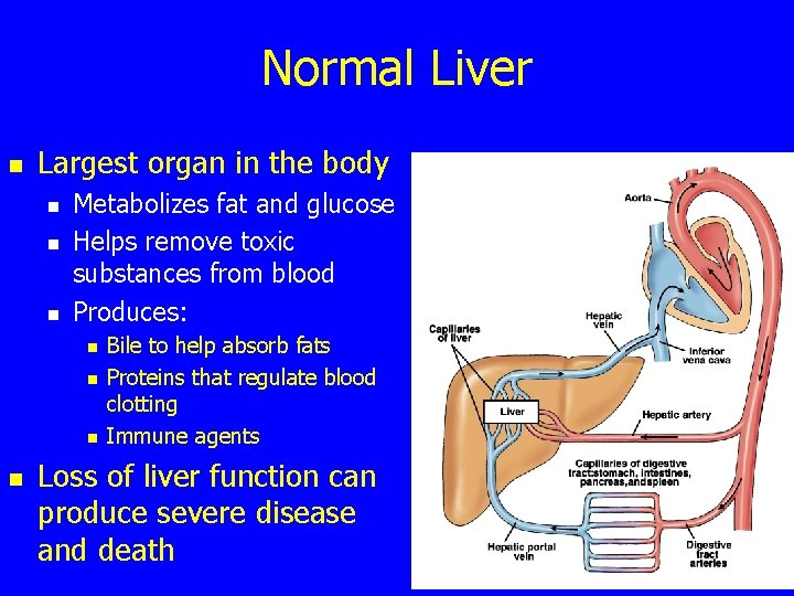 Normal Liver n Largest organ in the body n n n Metabolizes fat and