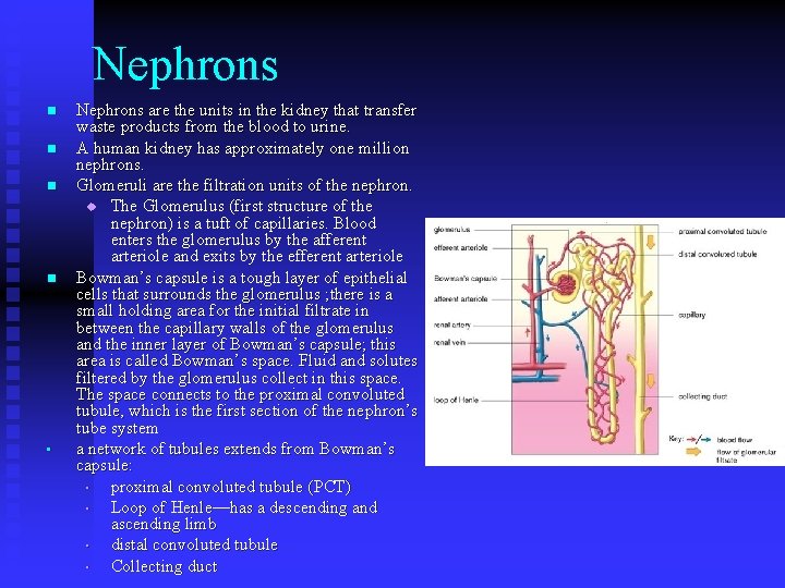 Nephrons n n • Nephrons are the units in the kidney that transfer waste