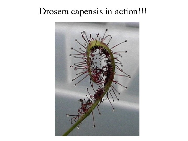 Drosera capensis in action!!! 