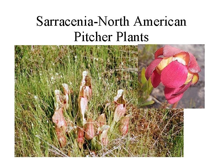 Sarracenia-North American Pitcher Plants 