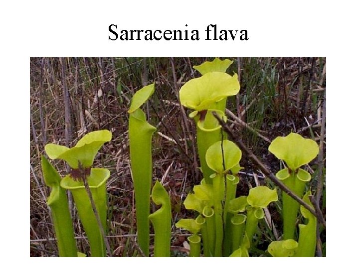 Sarracenia flava 