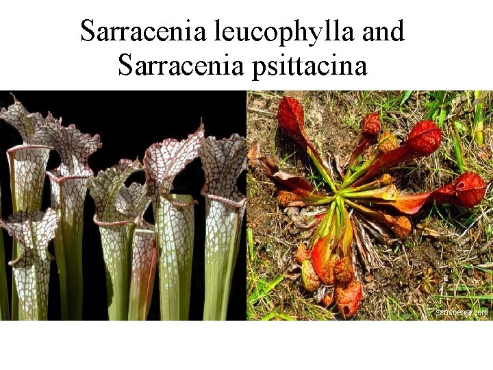 Sarracenia leucophylla and Sarracenia psittacina 