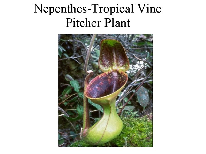 Nepenthes-Tropical Vine Pitcher Plant 