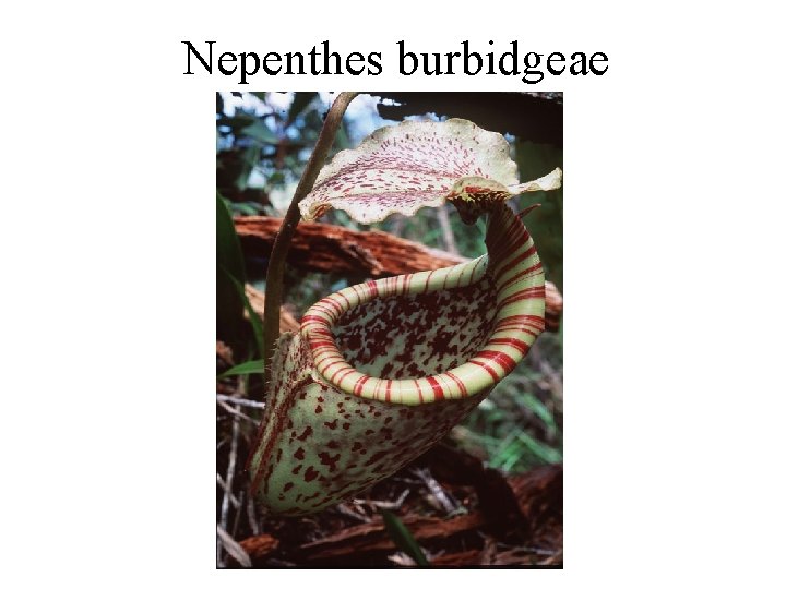 Nepenthes burbidgeae 