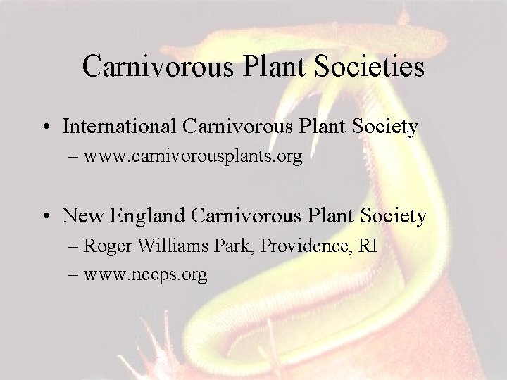 Carnivorous Plant Societies • International Carnivorous Plant Society – www. carnivorousplants. org • New