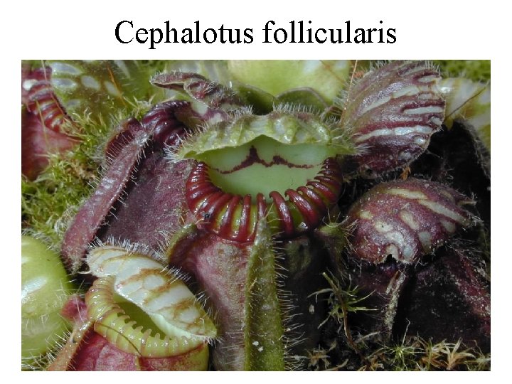 Cephalotus follicularis 