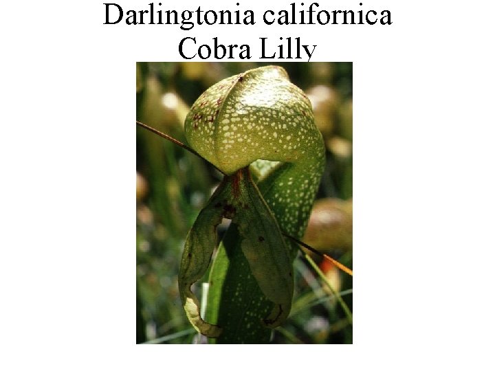 Darlingtonia californica Cobra Lilly 
