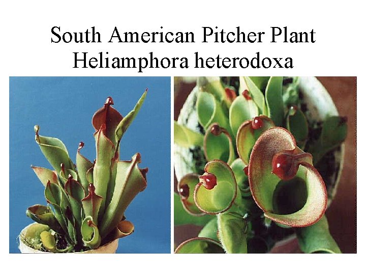South American Pitcher Plant Heliamphora heterodoxa 