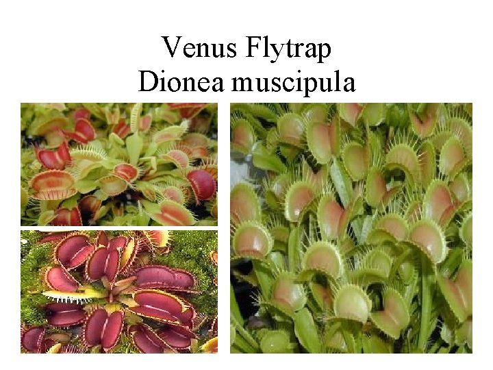 Venus Flytrap Dionea muscipula 