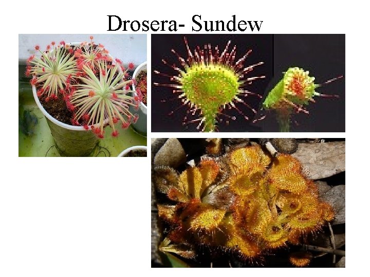Drosera- Sundew 