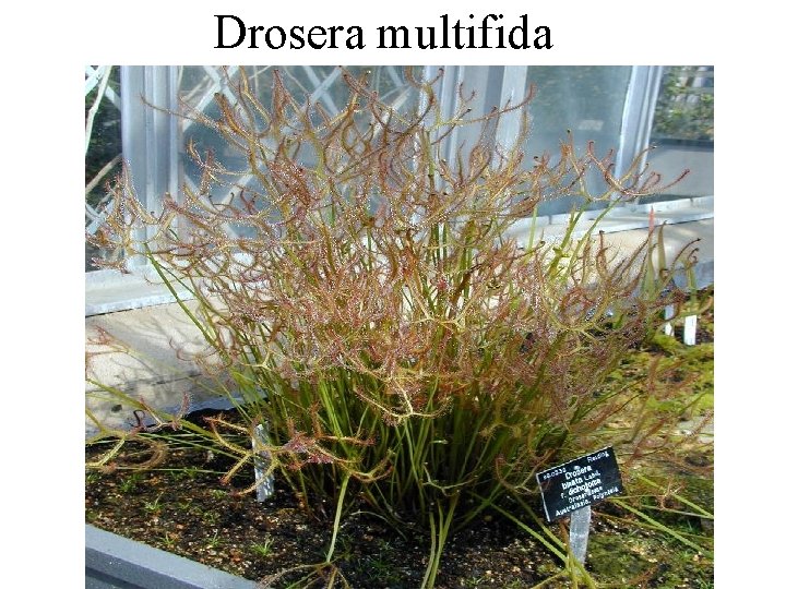 Drosera multifida 