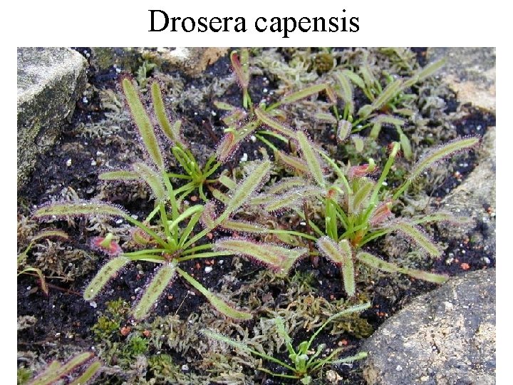 Drosera capensis 