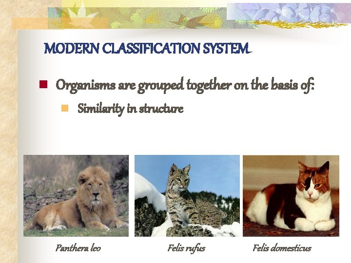MODERN CLASSIFICATION SYSTEM n Organisms are grouped together on the basis of: n Similarity