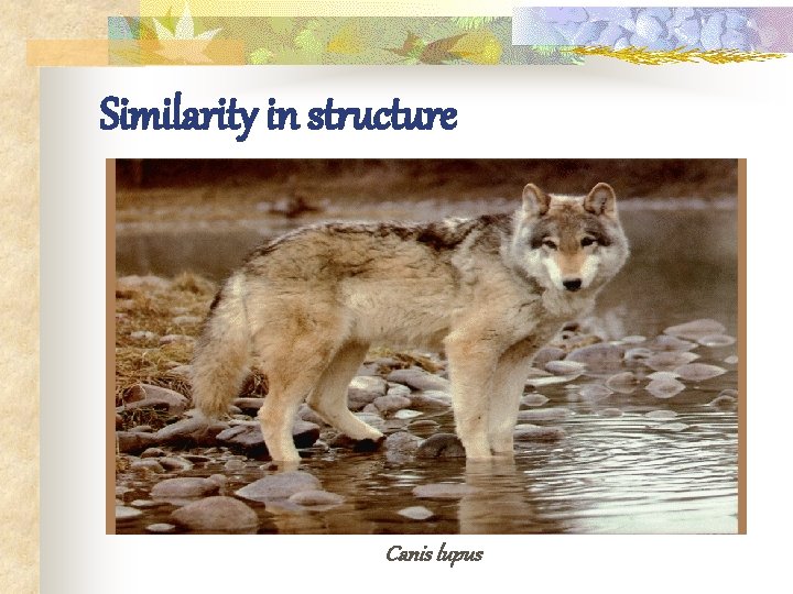 Similarity in structure Canis lupus 
