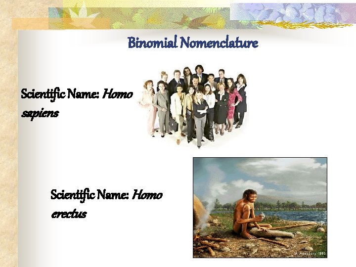 Binomial Nomenclature Scientific Name: Homo sapiens Scientific Name: Homo erectus 