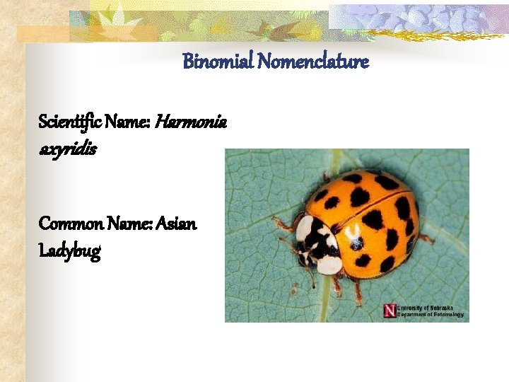 Binomial Nomenclature Scientific Name: Harmonia axyridis Common Name: Asian Ladybug 