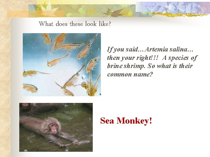 What does these look like? If you said…Artemia salina… then your right!!! A species