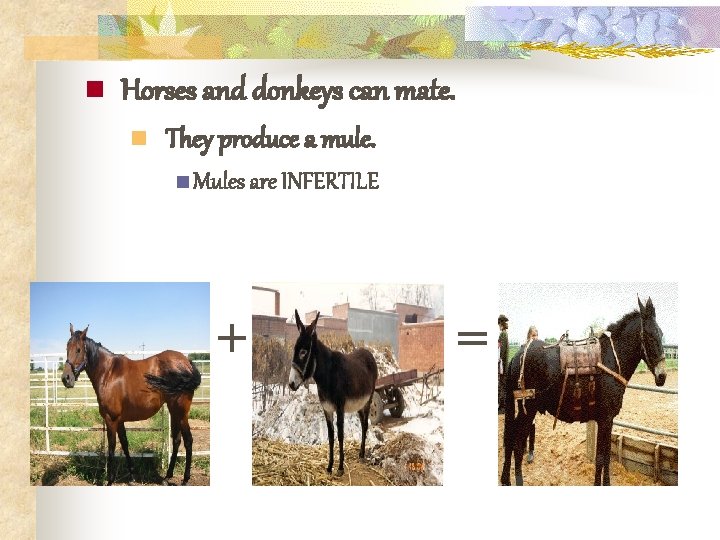 n Horses and donkeys can mate. n They produce a mule. n Mules are