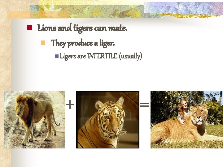 n Lions and tigers can mate. n They produce a liger. n Ligers are