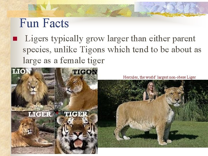 Fun Facts n Ligers typically grow larger than either parent species, unlike Tigons which
