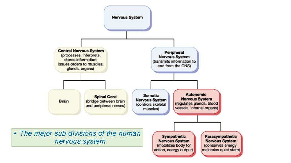  • The major sub-divisions of the human nervous system 