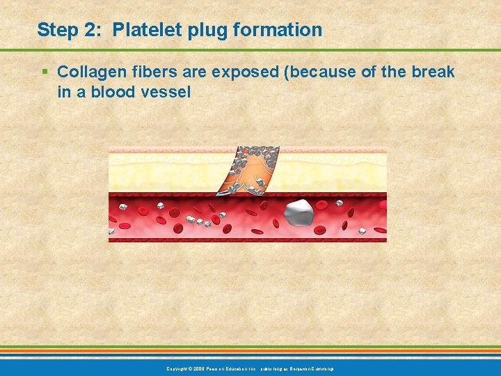 Step 2: Platelet plug formation § Collagen fibers are exposed (because of the break