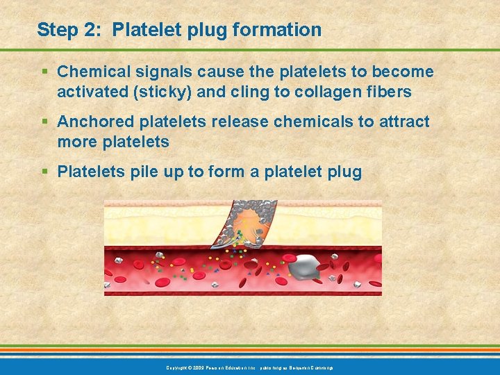 Step 2: Platelet plug formation § Chemical signals cause the platelets to become activated